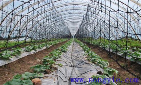 网纹甜瓜的管理方法 大棚网纹甜瓜种植技术要点