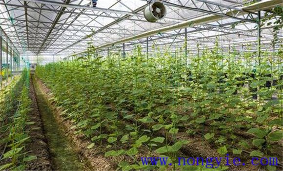 苦瓜高效栽培技术 大棚苦瓜的技术管理要点