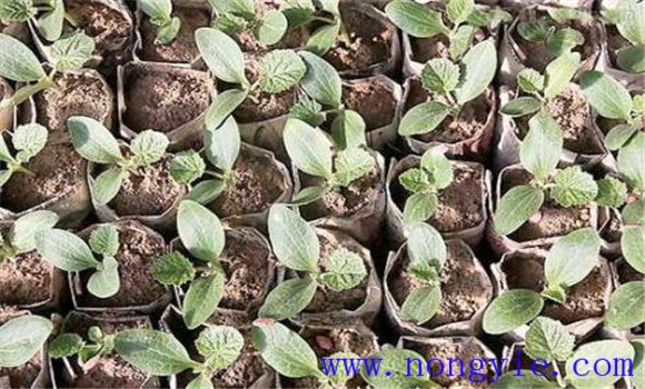 大棚秋延迟西葫芦种植技术和管理要点