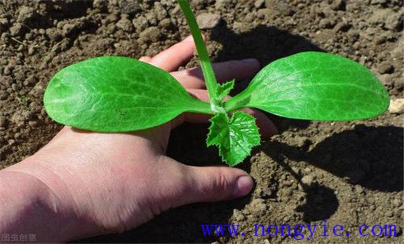 大棚秋延迟西葫芦种植技术和管理要点