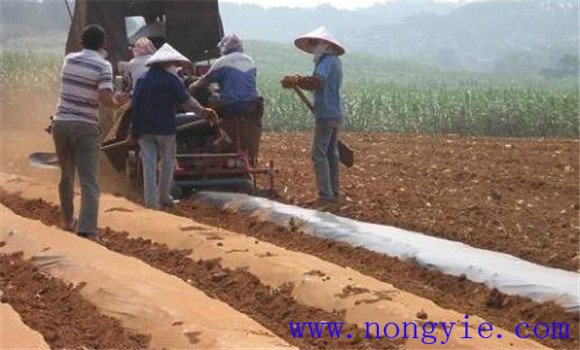 籽用南瓜如何栽培 籽用南瓜栽培技术要点