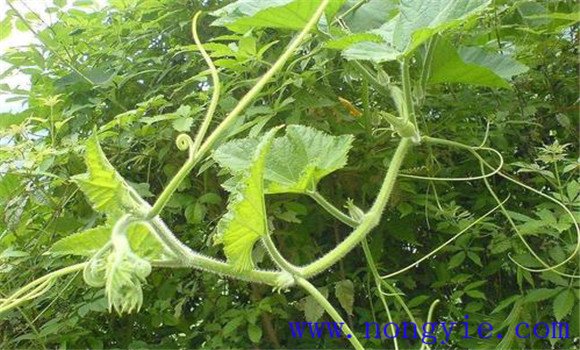 南瓜种植时间 南瓜什么季节种植