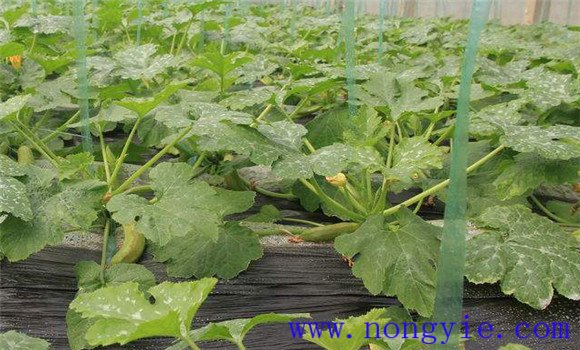 早春大棚西葫芦种植技术要点是什么