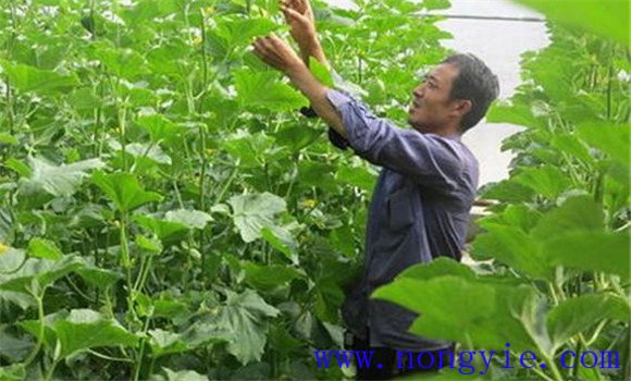 厚皮甜瓜生长温度要求和湿度要求