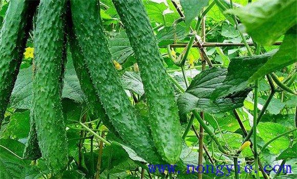 黄瓜苦是什么原因造成的 怎样预防黄瓜产生苦味