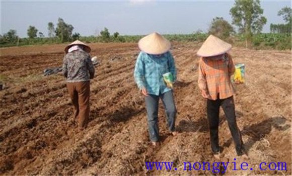 秋季西葫芦种植时间 秋季西葫芦种植技术和管理 秋季西葫芦种植时间 秋季西葫芦种植技术和管理