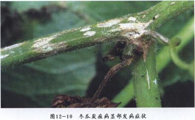 冬瓜炭疽病的危害症状 冬瓜炭疽病的防治方法