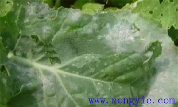 西葫芦褐腐病的症状、发病规律与防治方法
