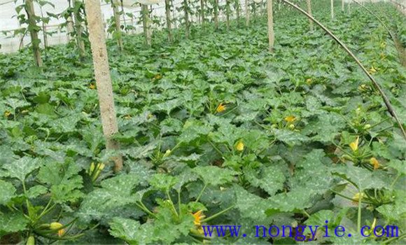 西葫芦褐腐病的症状、发病规律与防治方法