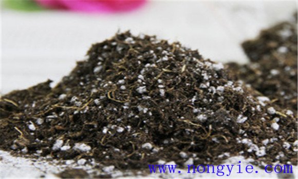 西葫芦育苗几天可以出苗 西葫芦的育苗护根方法