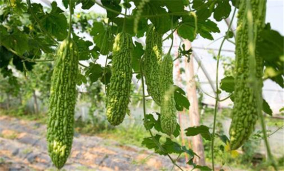 苦瓜种植技术与管理法？苦瓜该如何种植？