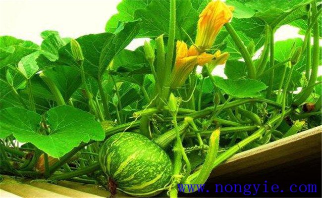 南瓜种植需要哪些条件 南瓜对土壤水分温度要求