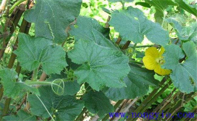 冬瓜不结瓜是什么原因 如何解决冬瓜不结瓜问题 冬瓜不结瓜是什么原因 如何解决冬瓜不结瓜问题