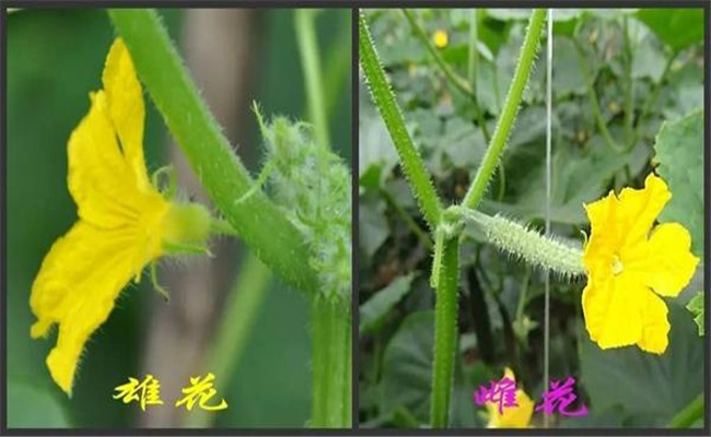 黄瓜有哪些生长调节剂 黄瓜如何使用生长调节剂
