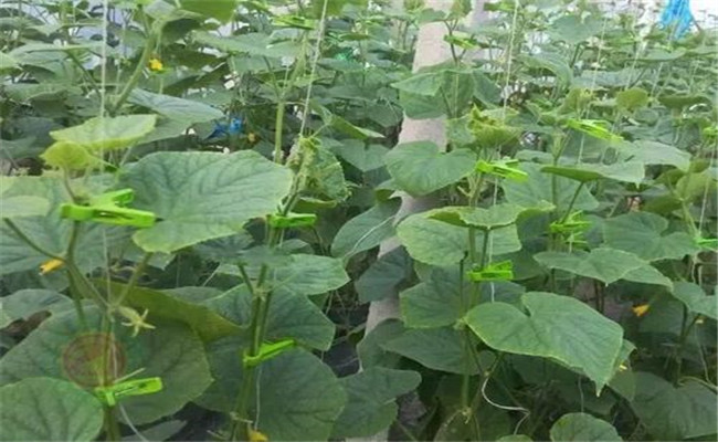 黄瓜只长秧不结瓜、只开花不结瓜是什么原因？