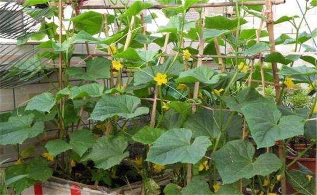 黄瓜只长秧不结瓜、只开花不结瓜是什么原因？