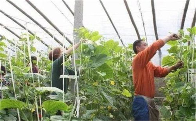 黄瓜落蔓的时间与方法，黄瓜落蔓需要注意什么