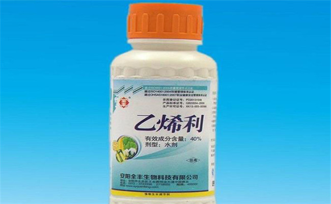 黄瓜为什么要喷乙烯利 喷施时间、浓度如何掌握