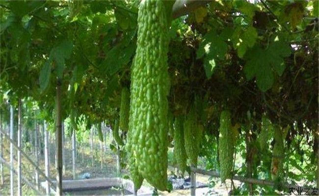 如何防治苦瓜红蜘蛛 防治红蜘蛛的药剂有哪些