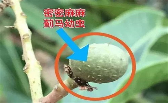 苦瓜蓟马发生规律！苦瓜蓟马防治方法！