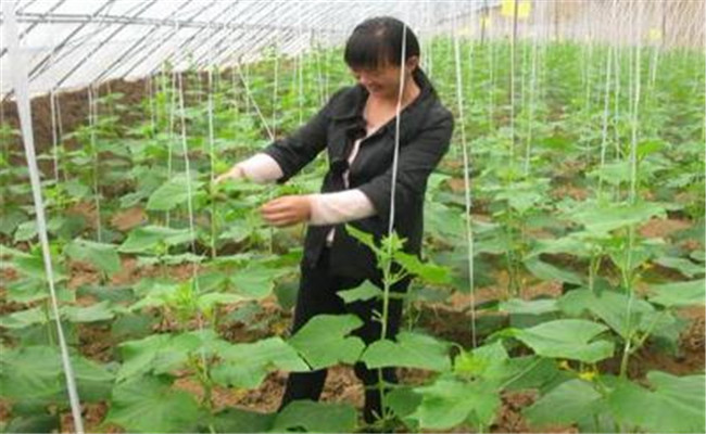 黄瓜怎么整枝打叉才能高产，需注意什么事项？