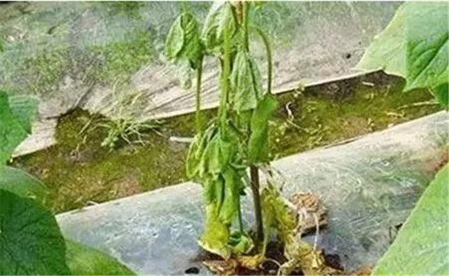 黄瓜死棵是什么原因，如何防治黄瓜死棵