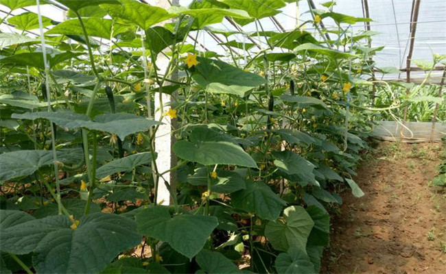 黄瓜用什么肥料最好 黄瓜每个生长阶段怎样施肥