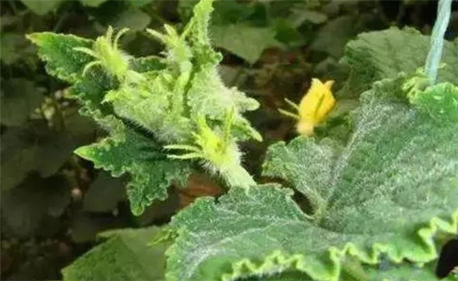 黄瓜花打顶的原因是什么 出现黄瓜花打顶怎么办