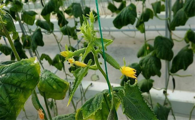 黄瓜花打顶的原因是什么 出现黄瓜花打顶怎么办