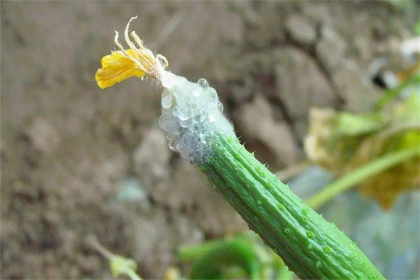 黄瓜菌核病如何防治效果好