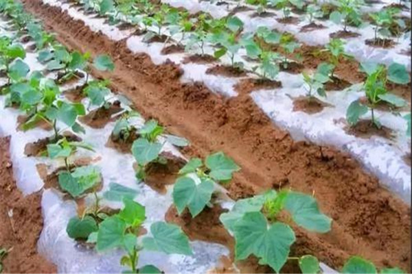 夏露地黄瓜的生产技术要点