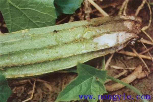 丝瓜果腐病的症状是什么，如何防治与预防？