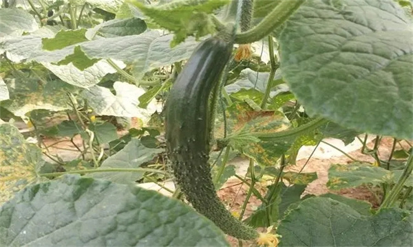 种植黄瓜为什么会出现畸形瓜？