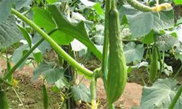 种植黄瓜为什么会出现畸形瓜？