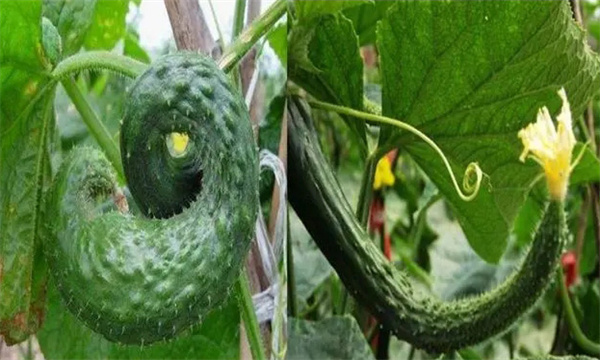 种植黄瓜为什么会出现畸形瓜？