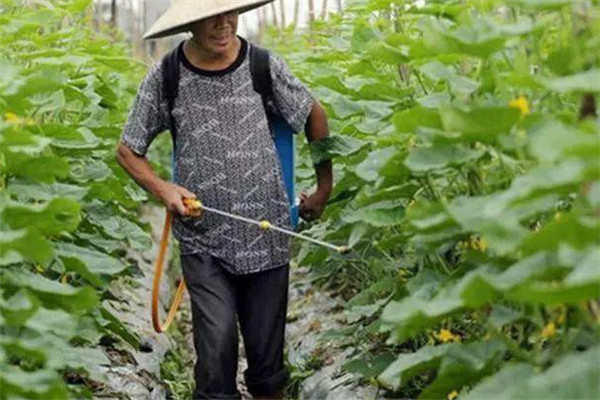黄瓜花打顶怎么办 黄瓜花打顶的四种预防方法