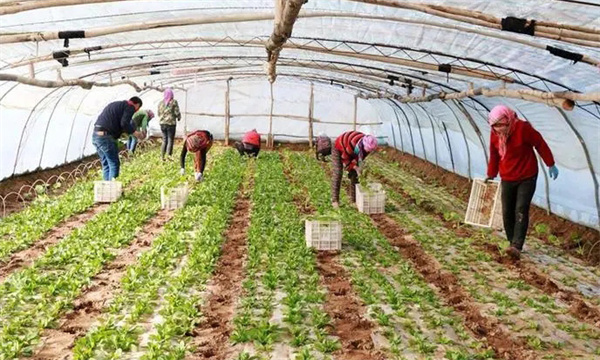 小拱棚西葫芦早熟栽培定植前后应如何管理?