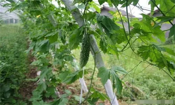 夏雷苦瓜的品种特征及其栽培技术要点