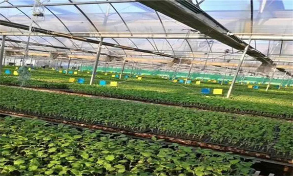 设置苦瓜育苗床需要哪些材料，如何设置苗床?