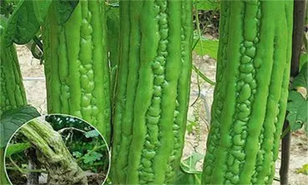 苦瓜有哪些忧良品种?各有何特点?
