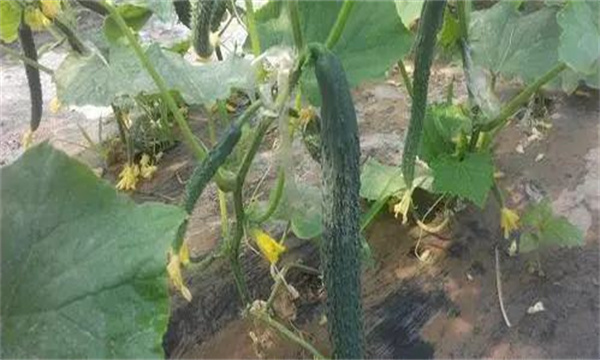 露地黄瓜田间管理技术与主要步骤