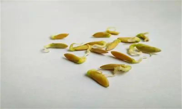 黄瓜怎样育苗？黄瓜育苗的方法、步骤