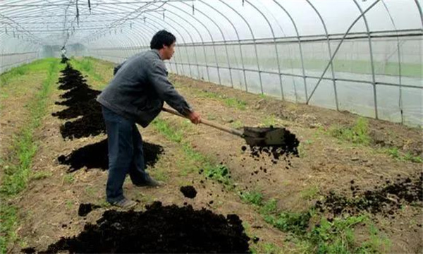 保护地黄瓜田间管理技术要点