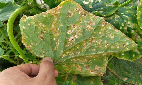 黄瓜细菌性角斑病的症状、发生规律与防治方法