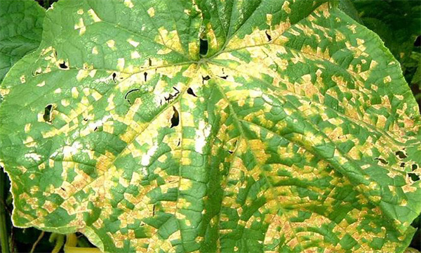 黄瓜细菌性角斑病的症状、发生规律与防治方法