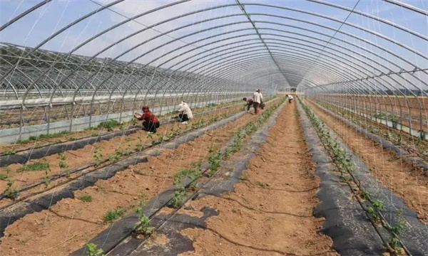 早春茬大棚苦瓜的栽培要点是什么?