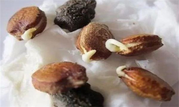 苦瓜嫁接有什么好处 苦瓜嫁接后如何管理？