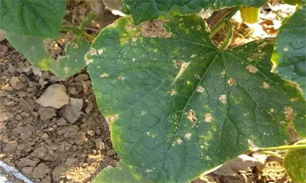 黄瓜靶斑病的发病症状、诊断方法与防治方法 黄瓜靶斑病的发病症状、诊断方法与防治方法