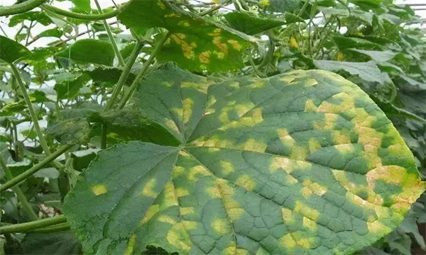 黄瓜靶斑病的发病症状、诊断方法与防治方法 黄瓜靶斑病的发病症状、诊断方法与防治方法