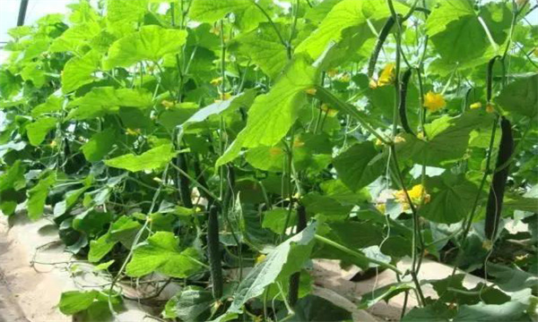 日光温室黄瓜栽培茬口主要有哪几种 如何安排